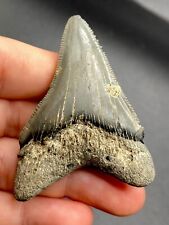 Rare Position Summerville Angustidens Shark Tooth Fossil Sharks South Carolina picture