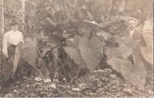 RPPC Postcard Man Woman Elephant Ear Plant Leaves Very Large c 1910 picture
