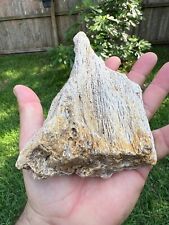 Texas Petrified Wood Unique Rotted Branch 7