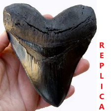 Megalodon Tooth 5.5” Massive Beautiful Fossil Shark Teeth Fossil Sharks Teeth picture