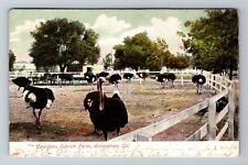 Garavanza CA-California, Cawstons Ostrich Farm, Antique Vintage Postcard picture