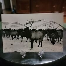VTG Real Photo Postcard RPPC Elk Animals National Park West Western Black White picture