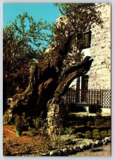 Israel Jerusalem the Garden of Gethsemane Vintage Postcard Continental picture