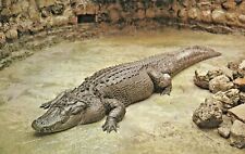 Postcard Huge Florida Alligator 600 pounds Sarasota Jungle Gardens Florida picture