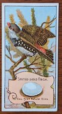 1912 Wills Vice Regal Birds of Australasia Cigarette Card - Spotted Sided Finch picture