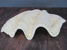 Genuine Ocean Giant Clam Shell Real Natural Tridacna Gigas 7.5