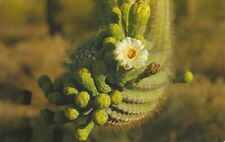 Postcard AZ Postcard Saguaro Cactus Blossoms State Flower of Arizona picture