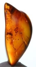 Nice Clear Mexican Amber with small Beetle  2g picture