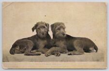Irish Wolfhound Dogs Germany Undivided Back Postcard picture