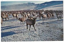 Giant HERD of ELK Wintertime, Wyoming, Kirk Haman Photo, c1960's Unused Postcard picture
