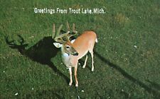 Postcard MI Greetings from Trout Lake Deer A Northwoods Beauty Old PC b1380 picture