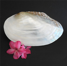 Large Polished Pearlized Clam Shell Half 11 inch Cebu Seashell Mother of Pearl picture