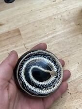 Snake Skeleton Paperweight Solid 1/2 LBS REAL TAXIDERMIST USA MADE UNIQUE GIFT picture