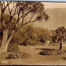 c1910s Cape Town, SA RPPC Botanical Gardens Real Photo Postcard C. Town A126 picture