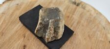 Theropod Dinosaur Fossilized Foot 55g MI picture