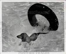 1964 Press Photo Dachshund dog swimming through ring in a pool, Miami, Florida picture