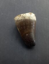 1.9 Inches Rare Mosasaur Tooth Fossil Prognathodon  teeth Morocco Fossilized  picture