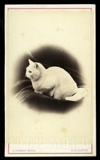 white cat antique / 1860s CDV Photo picture