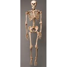 Skeletons and More SM100DA Aged 2nd Class Life-Size Harvey in. Skeleton picture