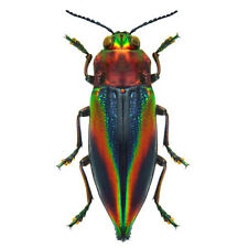 Cyphogastra javanica blue red rainbow buprestid beetle Java Indonesia packaged picture