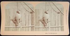 SCARCE ANTIQUE Real Photo Kilburn Stereoview The Missing Link Chained Monkey picture