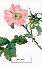 Rosa Mollis (Soft Downy-Rose) --POSTCARD picture