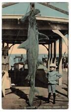 Hammer Head Shark. Miami Florida. Vintage Postcard. Posted 3/4/1914 picture