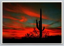 The Sonoran Desert Saguaro Cactus Near Tucson Arizona Vintage Unposted Sunset picture