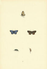 BRITISH BUTTERFLIES. Silver-studded Blue. MORRIS 1893 old antique print picture