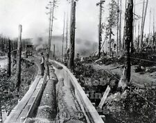  Pine Logging Log Flume Photo Mountains Forest Pacific Northwest Historic 1900 picture