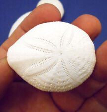 Beautiful White Puffer Sea Biscuit Shell Sand Dollar Beach Crafts Nautical Decor picture