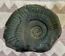 RARE Large Saligram-Ammonite Fossils from Himalayan Mountains Nepal 2,374 gms picture