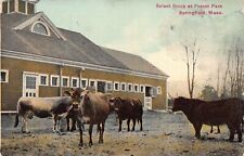 Select Cattle Stock at Forest Park, Springfield, MA., postcard, used  in 1912 picture