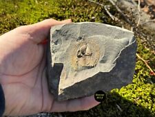 Nice natural Pos./Neg. Orange declivolithus titan ? fossil from Morocco picture