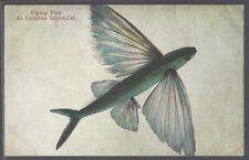 FLYING FISH AT CATALINA ISLAND CAL Postcard picture