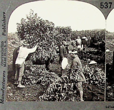 Vtg Silk Silkworm Mulberry Industry Japan Photograph Keystone Stereoview Card picture