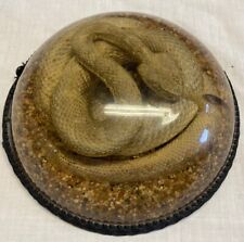 AMAZING RARE VINTAGE RESTING RATTLESNAKE in RESIN TAXIDERMY 9” Round Neat picture