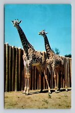 Kansas City MO- Missouri, Masai Giraffes, Swope Park, Antique, Vintage Postcard picture