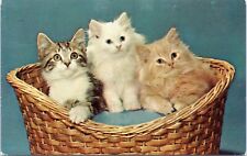 c1960's Three Kittens in a Basket, Vintage Chrome Postcard, adorable cats picture