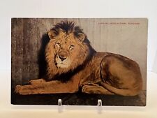 Vintage 1908 RARE LION AT LINCOLN PARK CHICAGO Postcard picture