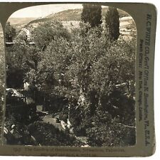 Gethsemane Garden East Jerusalem Stereoview c1901 Palestine Israel Trees B1854 picture