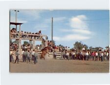 Postcard A Real Western Rodeo Scene USA picture