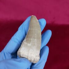 Real Mosasaurus Tooth Fossil Mosasaur beaugei- Authentic Dinosaur Tooth Specimen picture