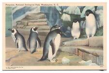 National Zoological Park Washington DC Vintage Postcard Penguins Unused Linen picture