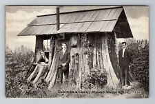 WA-Washington, Cabin In A Cedar Stump, Antique, Vintage Souvenir Postcard picture