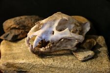 High Quality Tiger Skull Replica - Large museum quality piece. picture