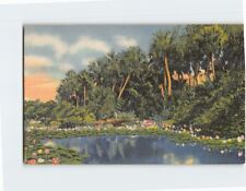 Postcard Water Lilies in Tropical Florida USA picture
