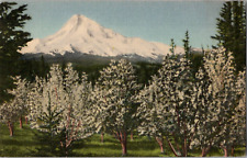 Mount Hood Oregon Union Pacific Railroad Vintage Pictorial Postcard picture