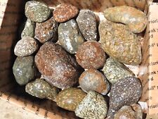 14lbs Lot of PORPHYRY BASALT Galaxy, Flower & Writing Stones w/ Agate & MINERALS picture
